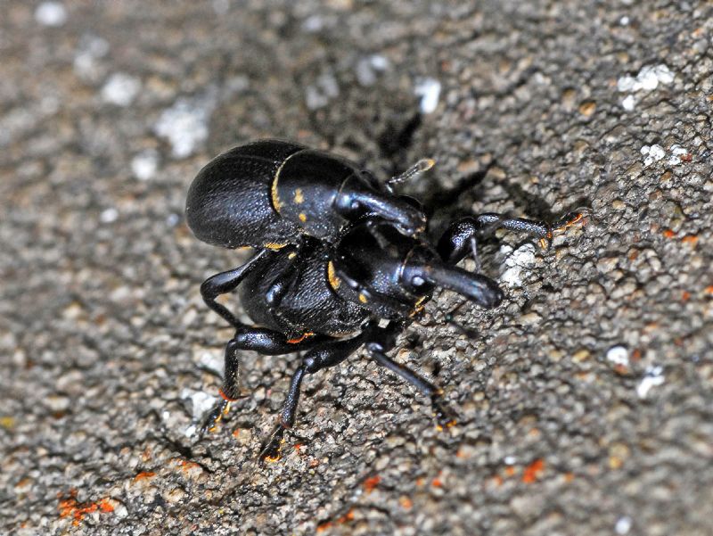 Una coppietta di Curculionidi su un muro; Liparus coronatus